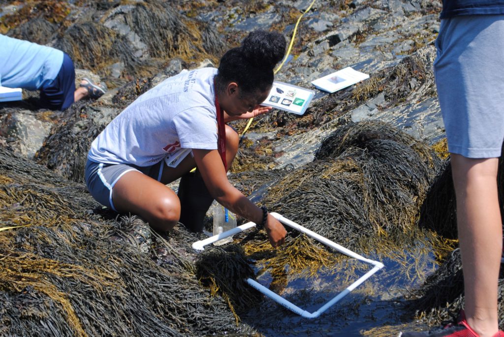 A young girl working in a tidepool in Nahant.