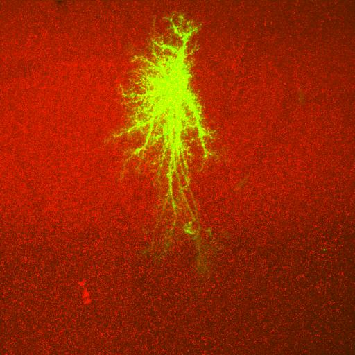 Cellular and Molecular Biology: Projection through merged optical section series of a filled astrocyte (green) in the molecular layer of the dentate gyrus, stained for Epha4 (red), showing the relationship between astrocyte processes and laminar boundaries revealed by EphA4 staining.