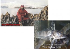 Professor William Detrich in Antarctica where he studies icefish.