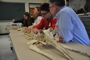 Students and teachers work together to assemble a marine mammal skeleton. The symposium gives teacher the unique opportunity to take a break from leading the class and work with their students to complete hands-on challenges.