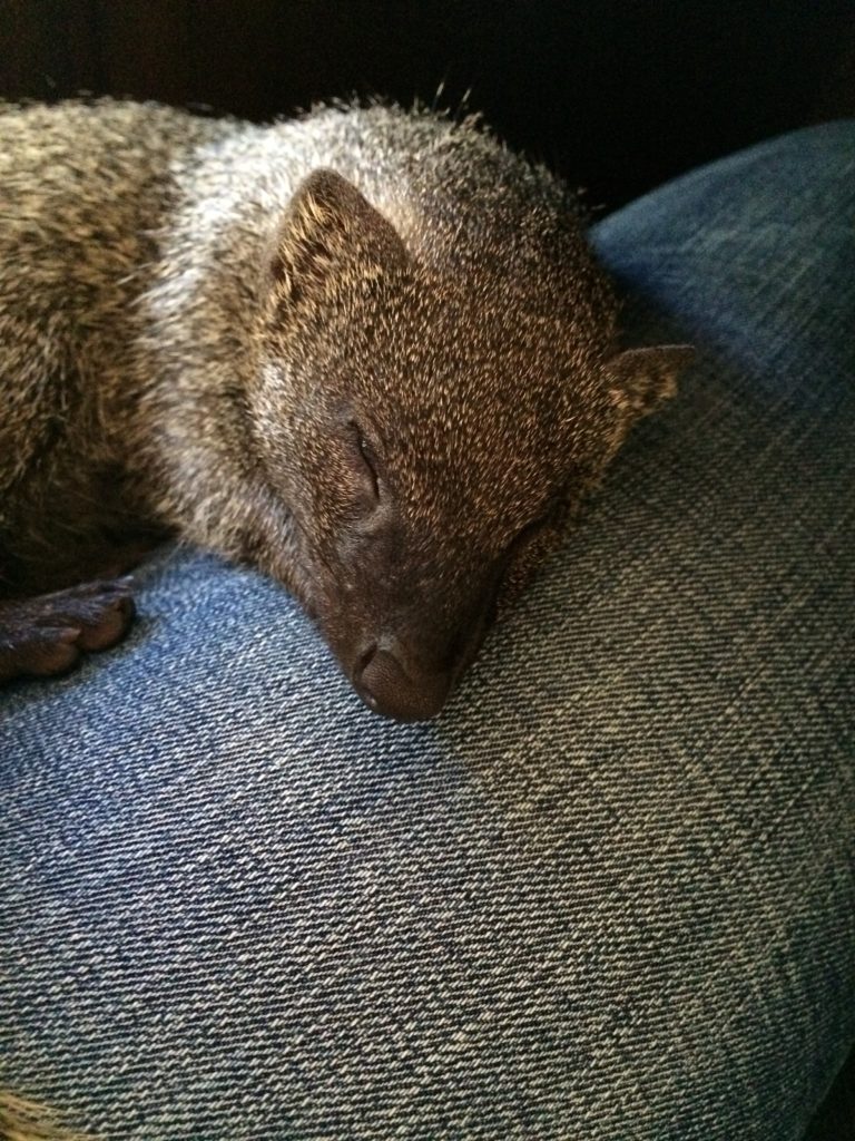 Mongoose in Rose Caplan's lap