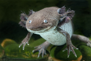 axolotl salamander is used for Graduate Research