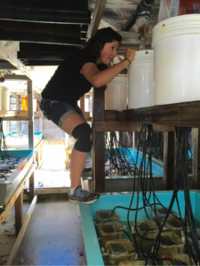 Trussell Lab intern Rachel Dowley maintains a mesocosm experiment in the flow through seawater tables at the MSC