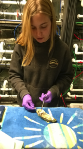 Lotterhos lab intern Alessandra (Sandi) Scripa dissects an oyster as part of an experiment measuring the impact of ocean acidification on these ecologically and economically valuable species