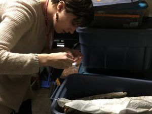 Erin Cole inspects insects being stored in a box.