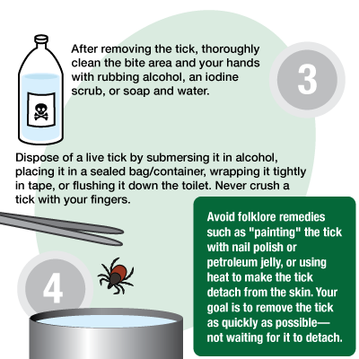 After removing the tick, thoroughly clean the bite area and your hands with rubbing alcohol, an iodine scrub, or soap and water. Dispose of a live tick by submerging it in alcohol, placing it in a sealed bag/container, wrapping it tightly in tape, or flushing it down the toilet. Never crush a tick with your fingers. Avoid folklore remedies such as "painting" the tick with nail polish or petroleum jelly, or using heat to make the tick detach from the skin. You goal is to remove the tick as quickly as possible, not waiting for it to detach.