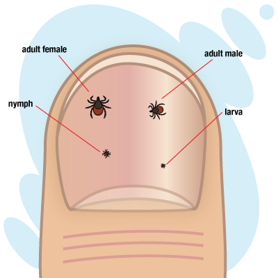 Different sizes of ticks. Adult females are the largest, adult males are next, nymphs are smaller, and larva are the smallest.