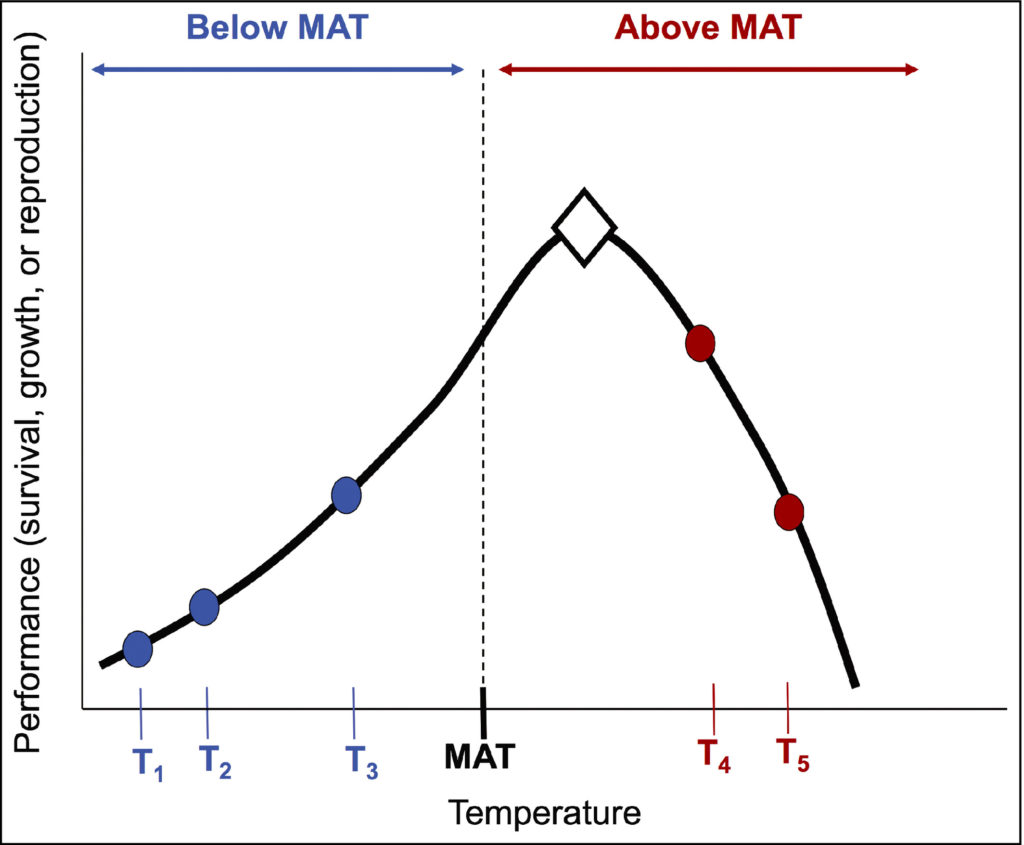 The hypothetical example above demonstrates a marine populations growth across a spectrum of mean annual temperatures (MAT). There is a natural incline below MAT, a peak at ideal temperatures (diamond), and a significant decline in above MAT. Graphic provided by Randall Hughes
