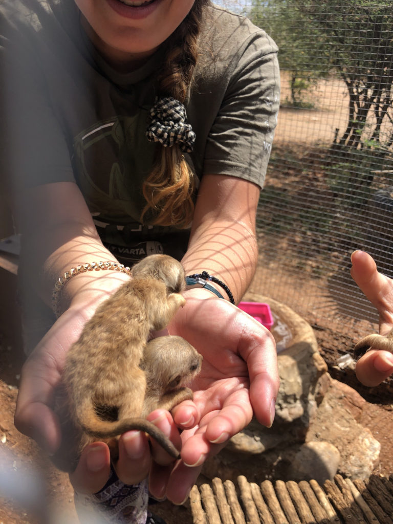 Dobkin holding 3 week old meerkats, as volunteers attend to cleaning the enclosure, in addition to checking the babies' weights. Photo courtesy of Julie Dobkin