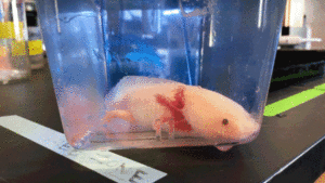In the lab, axolotls are often bred with less pigment in their bodies to make them easier to study. In the wild, they are typically a dark, muddy brown. Video by Brilee Weaver/Northeastern University