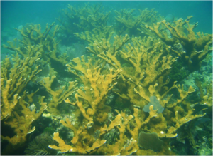 Acropora palmata (Elkhorn Coral). Photo by William F. Precht