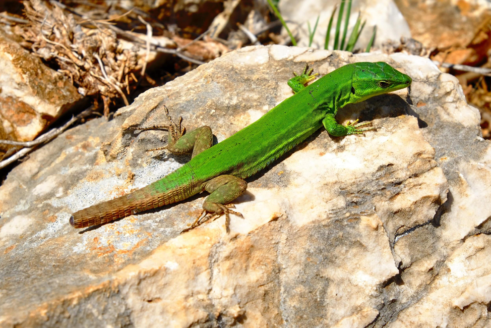 Some lizards can regenerate their tails, but the new tail will not be a perfect copy of the lost one. Photo by Francesco Ungaro from Pexels.