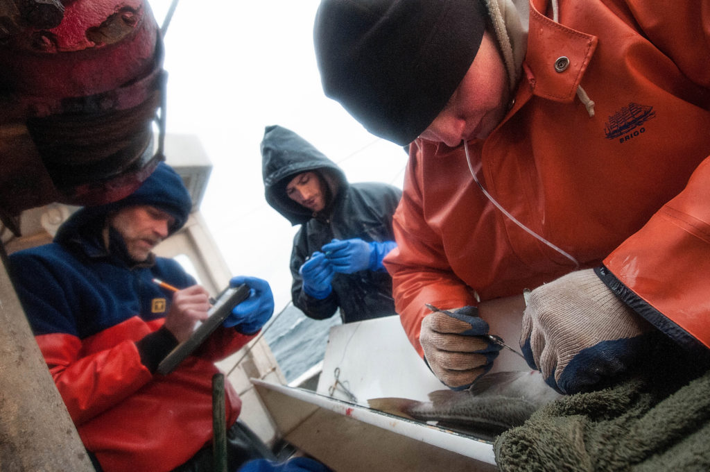 Fisheries researchers keep track of each cod tagged so that they can provide valuable data about fish movement and use of habitat. Photo by John Clarke Russ for The Nature Conservancy