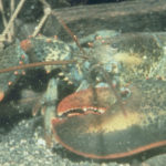 NOAA lobster