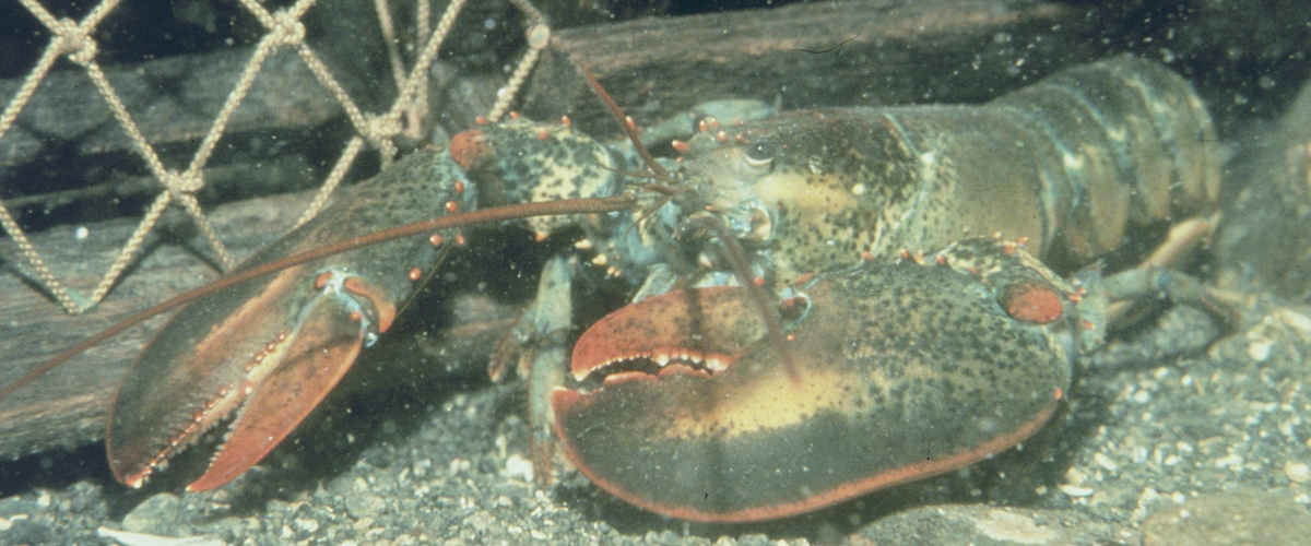 NOAA lobster