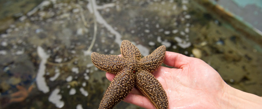 star fish in hand