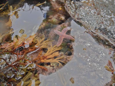 starfish in water