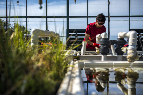 Joe Gladstone S'18 works in the greenhouse at the Marine Science Center in Nahant, Massachusetts on July 6, 2017. 