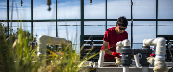 Joe Gladstone S'18 works in the greenhouse at the Marine Science Center in Nahant, Massachusetts on July 6, 2017