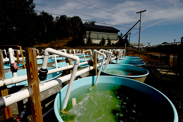 Water tanks and pipes at the Nahant Marine Science Center