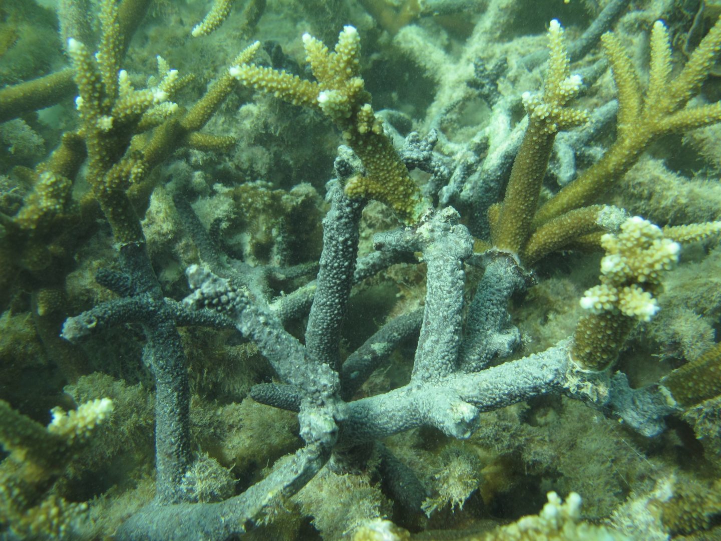 Fast growing coral destructive sponge Northeastern University College of Science