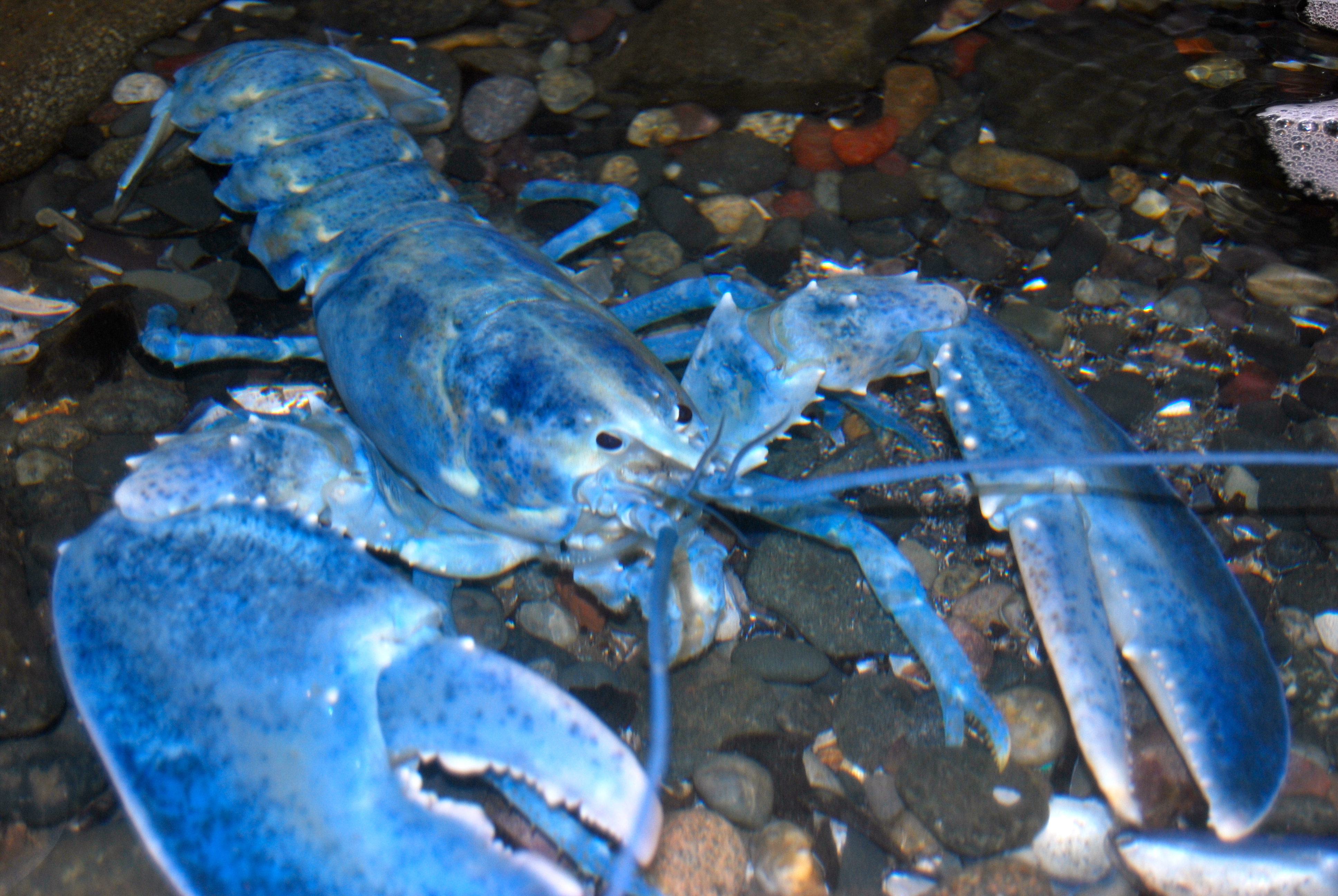 blue lobster freshly molted (1)