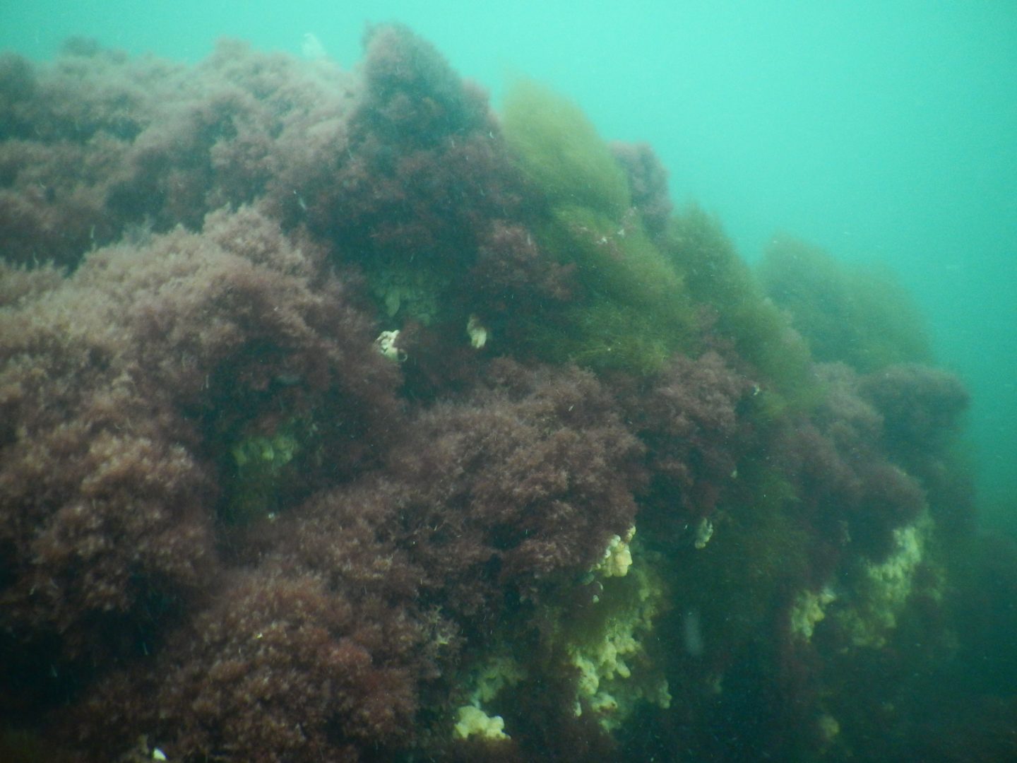 Foundation species shape subtidal communities Northeastern University