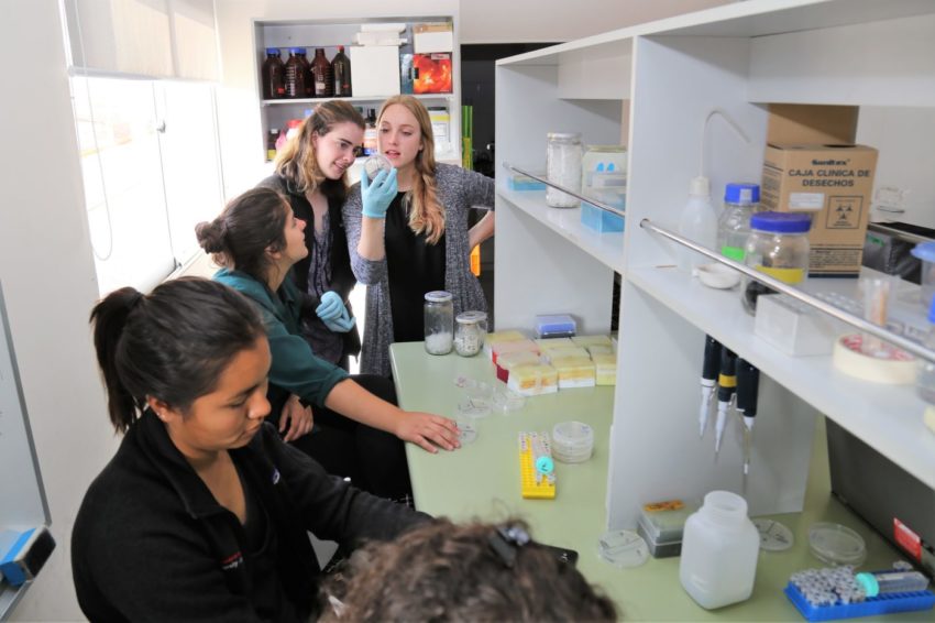 Students looking at petri dishes in a lab in Chile.