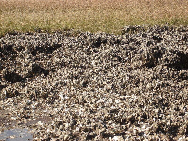 An oyster bed