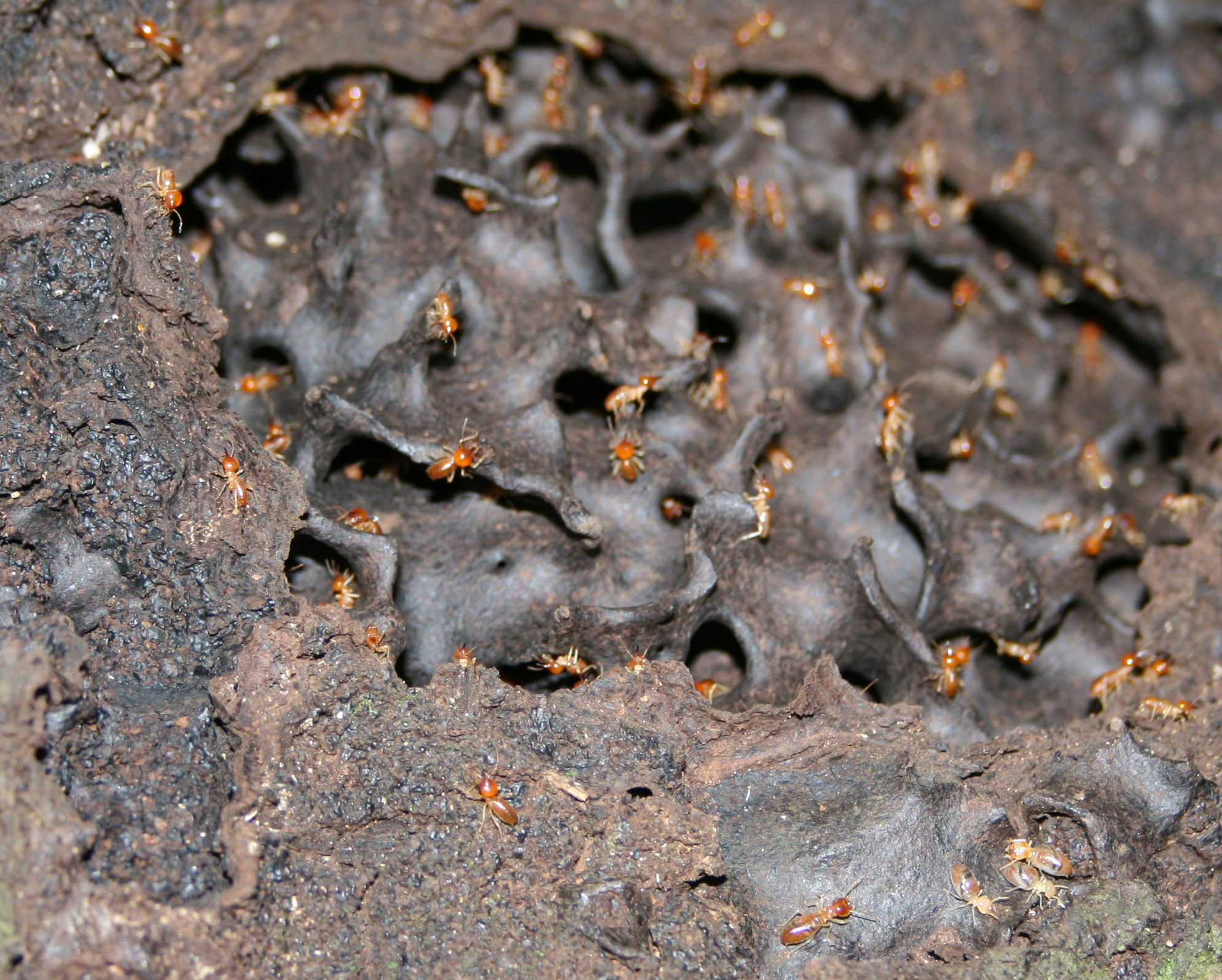 Termites in a mound