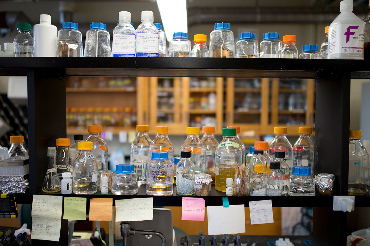 Picture of chemicals displayed on a shelf in a biology lab.