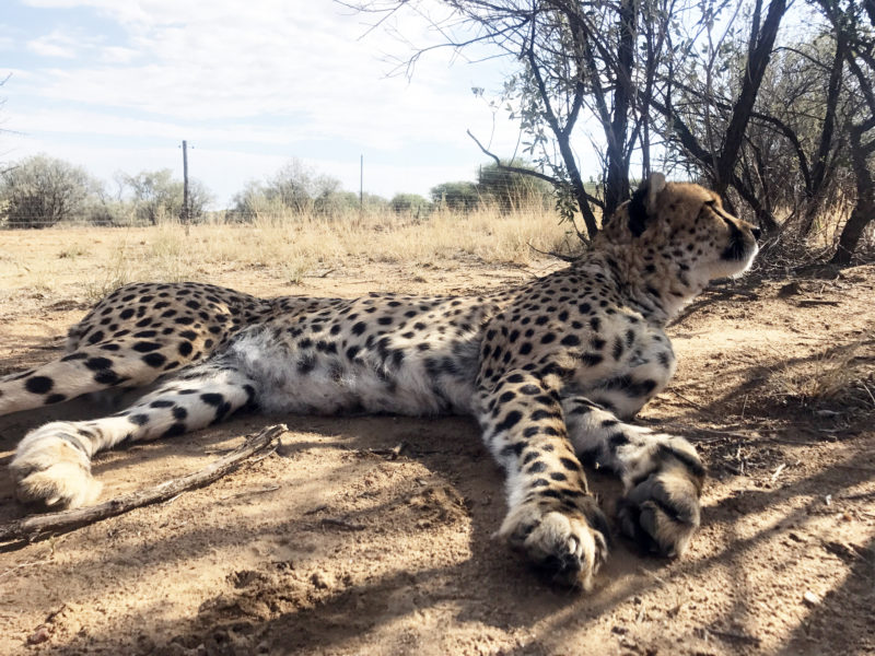 From a cub to adulthood, this tame male cheetah was hand raised on the Na/a'ankuse Sanctuary. Pictured here, researchers were helping to assist with the FIT (Footprint Identification Technology) project. Photo courtesy of Julie Dobkins.