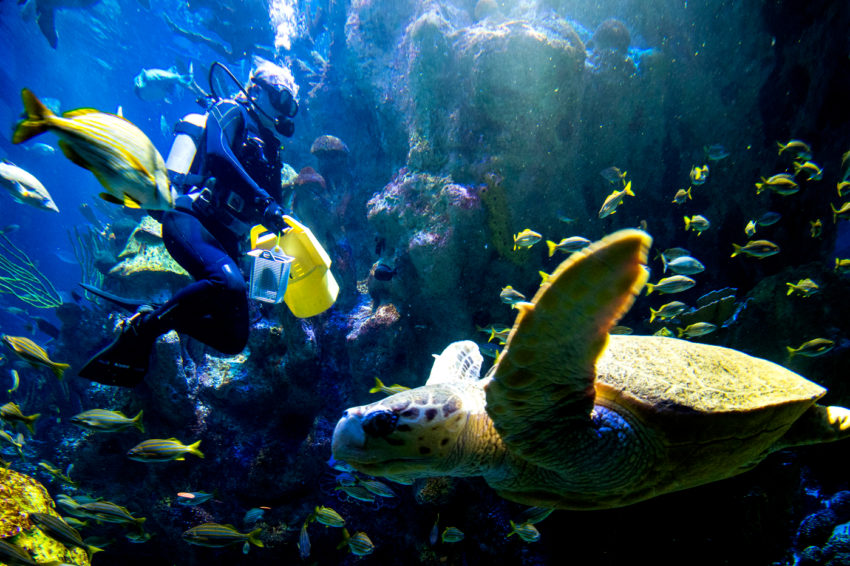 New England Aquarium Co-op