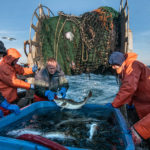 Capt. Kevin Norton, center, of the Scituate-based commercial fishing trawler "Yankee Rose" tosses a freshly-caught Atlantic cod into a holding tank as biologist Jeff Kneebone (far left), deckhand Greg Cook, The Nature Conservancy's Chris McGuire and SMAST/UMass-Dartmouth researcher Doug Zemeckis (far right) look on during their research trip aboard Norton's boat. Photo by John Clarke Russ for The Nature Conservancy