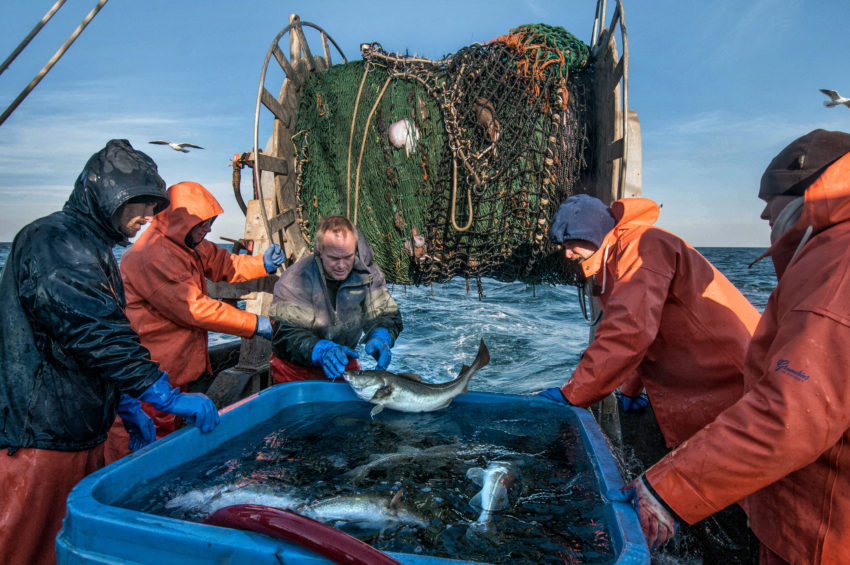 Capt. Kevin Norton, center, of the Scituate-based commercial fishing trawler "Yankee Rose" tosses a freshly-caught Atlantic cod into a holding tank as biologist Jeff Kneebone (far left), deckhand Greg Cook, The Nature Conservancy's Chris McGuire and SMAST/UMass-Dartmouth researcher Doug Zemeckis (far right) look on during their research trip aboard Norton's boat. Photo by John Clarke Russ for The Nature Conservancy