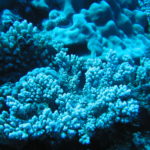 A blue coral reef