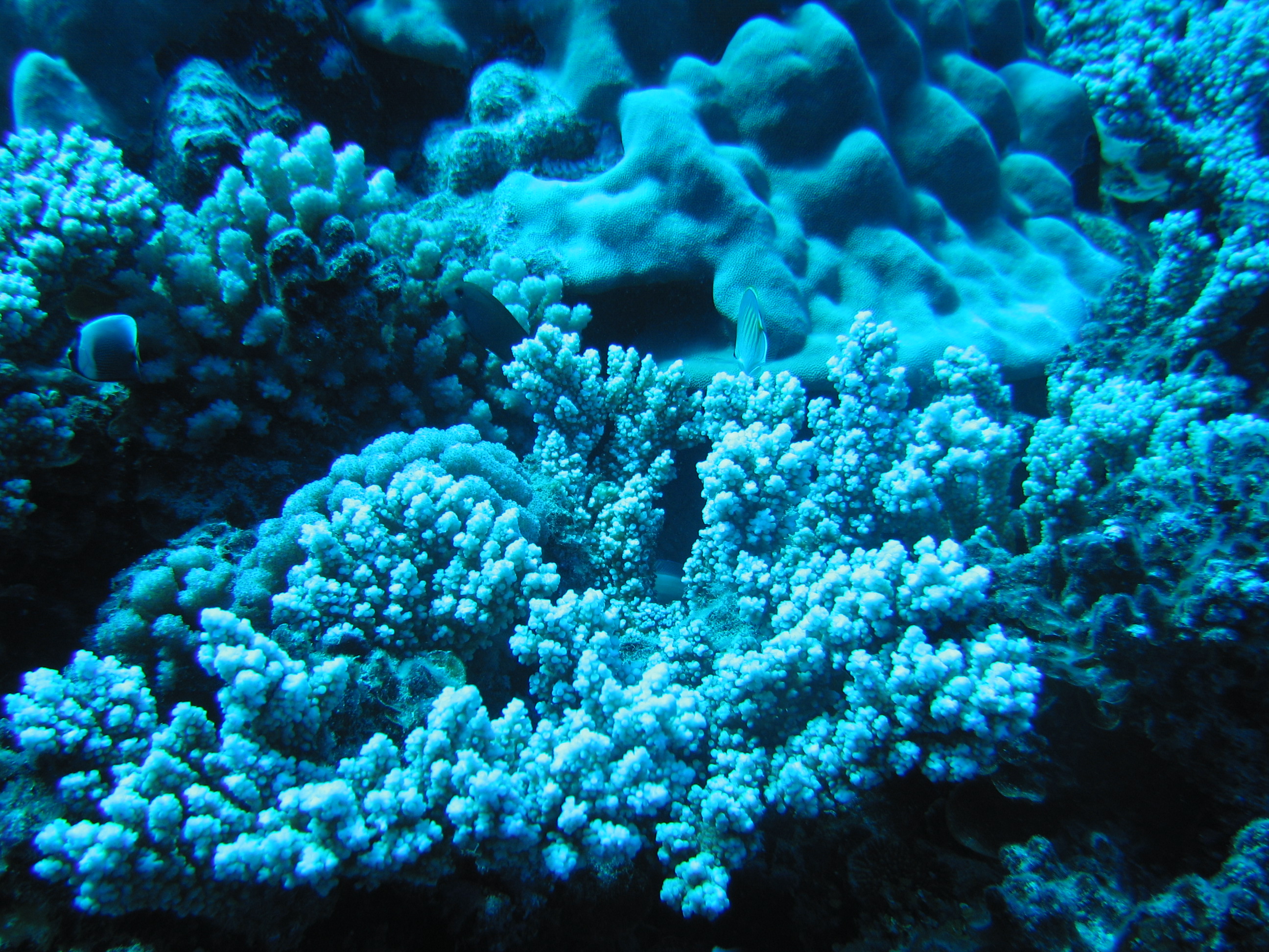 A blue coral reef