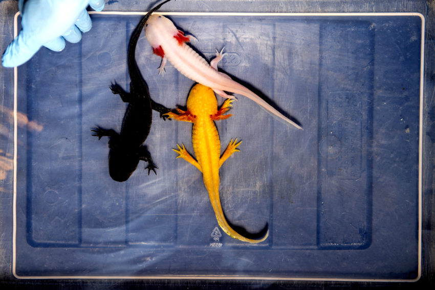 7/19/19 - BOSTON, MA. - James Monaghan, assistant professor in the College of Science, researches axolotl salamanders on July 19, 2019. Monaghan studies the salamanders in order to better understand complex tissue regeneration. Photo by Matthew Modoono/Northeastern University