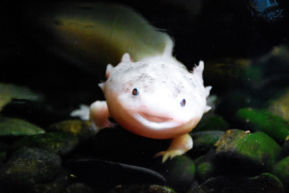 The Mexican axolotl salamander can regenerate many body parts, including its limbs and the spinal cord. Photo by Artem Lysenko from Pexels