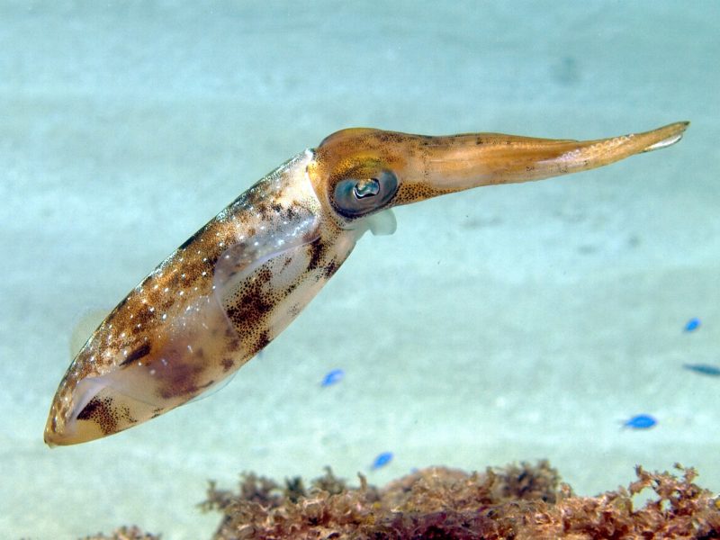 2880px-Sepioteuthis sepioidea (Caribbean Reef Squid)