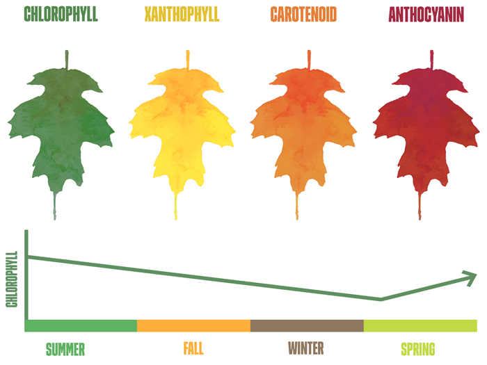 Why Do the Leaves Change Color in the Fall? And What Do I Do with This Feeling of Existential Dread? - Northeastern University College of Science