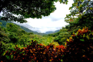 A view of rainforest from VerdEnergia. Photo by Hiroko Tanaka for Northeastern University
