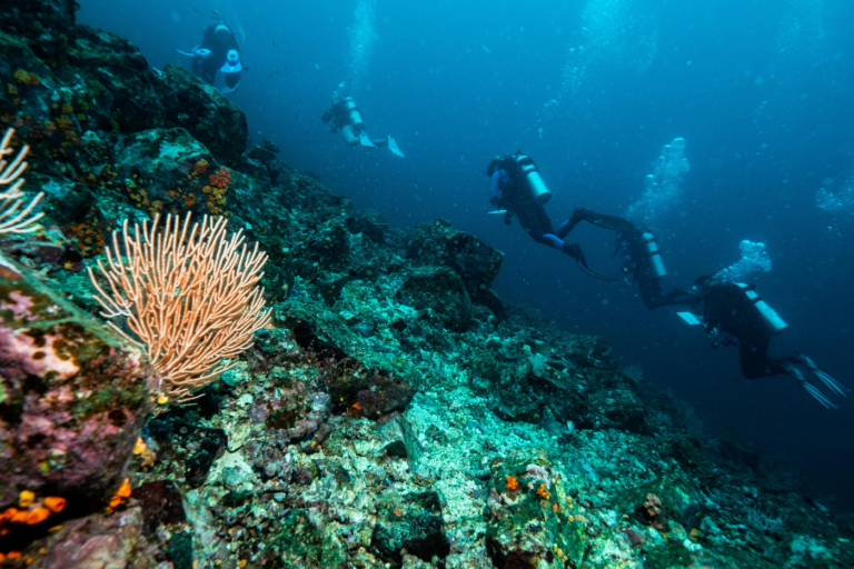 A Close-up Look at the Mysterious Plague Sweeping Through Caribbean Reefs