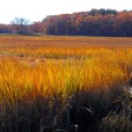 The fall colors of an Autumn salt marsh illustrate the large amount of turnover and decomposition that occurs annually