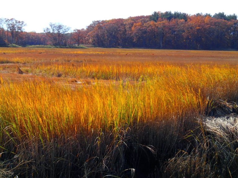 All in the mud: nutrients and microbes aid understanding of marsh resilience
