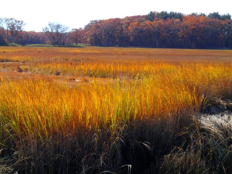 The fall colors of an Autumn salt marsh illustrate the large amount of turnover and decomposition that occurs annually