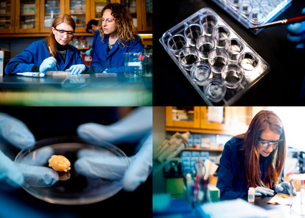 [Top Right] Heather Brenhouse, associate professor of psychology, right, watches as doctoral student Kelsea Gildawie cleans slices of rat brains. [Bottom Right] Doctoral student Lauren Granata studies a rat brain in Heather Brenhouse’s lab. Photos by Ruby Wallau/Northeastern University 