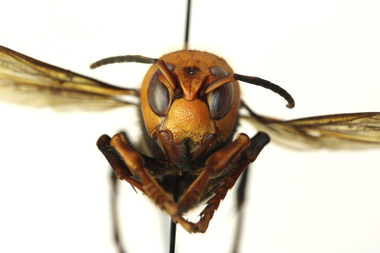 The ‘Murder Hornet’ Is Out to Get Bees, Not Humans. So Why Are People Still Freaking Out About It?