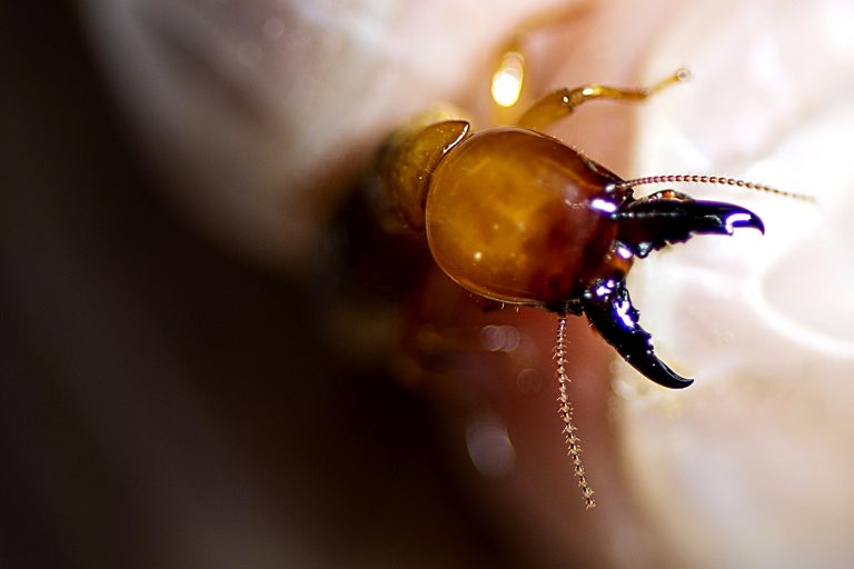 What Can Ants and Termites Teach Us about Fighting Disease?