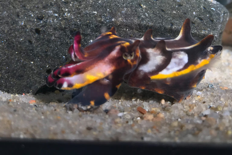 Co-op and COVID: Working at the Marine Biological Laboratory